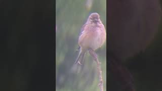 Great to have a flock of 12 Linnets in the garden [upl. by Llenad]