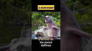 El MISTERIO de los DELFINES ROSADOS DELFINES DEL AMAZONAS shorts [upl. by Cuthbertson]