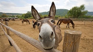 Funny Cute Donkeys To Make You Smile [upl. by Bennion280]