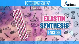 Elastin Metabolism Complete  Animation  English [upl. by Areivax]