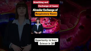 Breathing and exchange of gases class 11th biology neet ncert cbse [upl. by Bil]