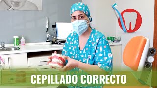 🦷 Cómo cepillarse los dientes correctamente  Extra 🦷 [upl. by Forland]