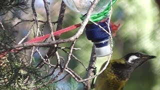 How to Make Nectar Feeder for Honeyeater Birds ◔◔ ✿ [upl. by Ailyt868]