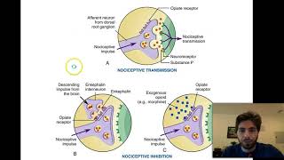 Chapter 12  Lebanese Bac LS Biology [upl. by Karna]