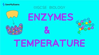 Enzymes and Temperature  IGCSE amp GCSE Biology Revision [upl. by Branham]