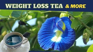 Butterfly Pea Flower Tea Clitoria Ternatea BENEFITS amp RECIPE  Earths Medicine [upl. by Nonahs]