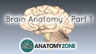 Basic Parts of the Brain  Part 1  3D Anatomy Tutorial [upl. by Lauritz7]