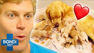 Most Adorable Puppies Being Born ❤️🐶 Bondi Vet Compilation [upl. by Ivana]