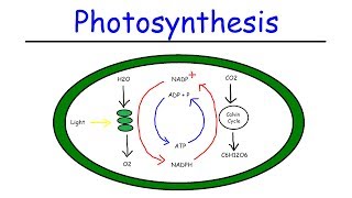 Photosynthesis  Light Dependent Reactions and the Calvin Cycle [upl. by Reifnnej]