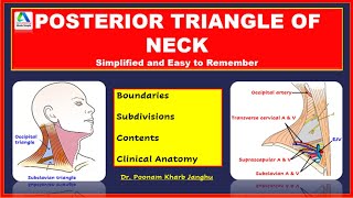 Posterior triangle of the neck  Posterior triangle neck  Posterior triangle of neck  contents [upl. by Nilrem]