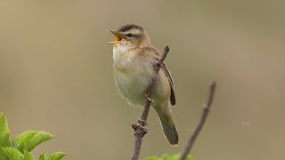 Sedge Warbler Singing [upl. by Royall]