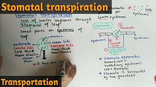 Stomatal Transpiration Detailed Lecture  Class 11 Biology [upl. by Star]