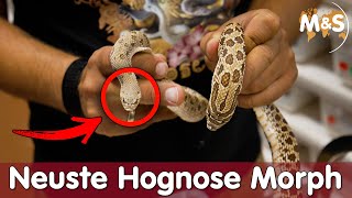 SKULLFACE Weltneuheit  Farb amp Morph Special mit Filip Longhitano  Hognose Park 3 [upl. by Akeem]