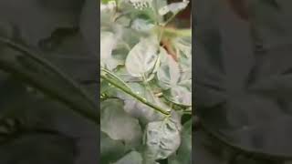 capsicum frutescens  കാന്താരി മുളക് ചീനിമുളക് [upl. by Elwee]