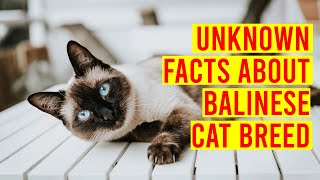 Balinese Cat Breed 10110 Interesting Facts All Cats [upl. by Ashwell]