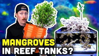 Adding MANGROVES to REEF TANKS Our Tips and Store Display Update [upl. by Oznol]