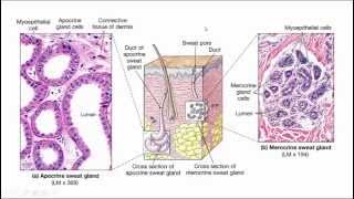 huid anatomie en fysiologie [upl. by Nylitsirk]