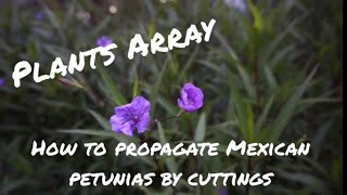 How To Propagate Mexican Petunias By Cuttings [upl. by Ardnola]