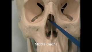 Osteology of the Skull 7 The Face [upl. by Yelah]