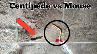 Centipede vs Mouse  little mouse vs centipede  ret vs centipede  vs [upl. by Sedaiuqlem]