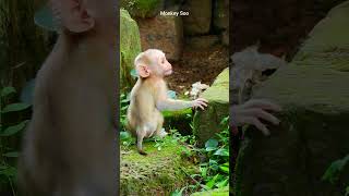 MG New baby Luno crying so angry mom why mother Luna very careless on baby monkey Luno like this [upl. by Kendra]