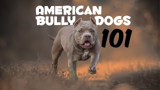 American Bully Dogs 101 Everything You Should Know [upl. by Raseda]