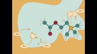 Acetylcholinesterase Drugs [upl. by Siletotsira]