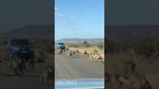 BABUINOS ATACAN SALVAJEMENTE A LEOPARDO [upl. by Assilak]