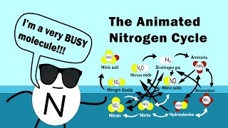 The Nitrogen Cycle Animated [upl. by Michaelina]