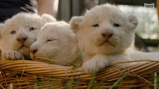 Weiße Löwenbabys im Tierpark Thüle [upl. by Connelly]