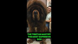 The Tibetan Mastiff the most expensive dog shorts animals nature [upl. by Bainbridge]