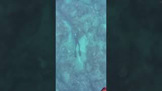 SPEARFISHING Menpachi With Three Prong Polespear fishing spearfish fish spearfishing [upl. by Yarised]