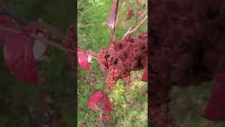 Staghorn sumac harvesting [upl. by Rafaellle]