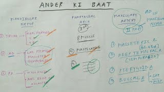 ANDER KI BAAT  Mandibular nerve  Pharyngeal arch  Maxillary artery [upl. by Petersen]