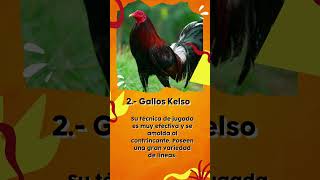 Gallos americanos [upl. by Iy]