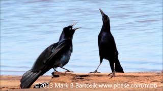 Boat tailed Grackle Display [upl. by Htnamas]