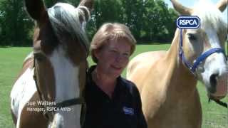 Adopting an RSPCA rescue horse [upl. by Beacham]