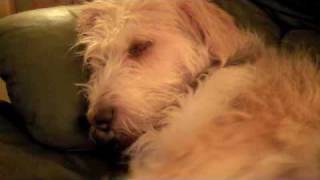 Rocky the Otterhound Snoozy evenings [upl. by Idak]