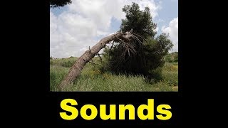 Tree Falling Sound Effects All Sounds [upl. by Gaynor]