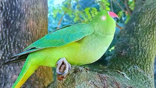 Female Ringneck Parrot Mating Behaviour [upl. by Burkley190]