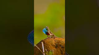 Fan throated lizard [upl. by Ahsyad411]