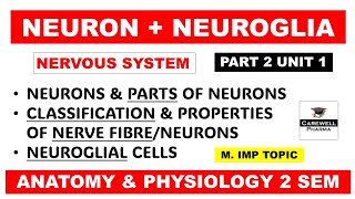 Neurons  Neuroglial cells  Types  Classification amp Properties of nerve fibre  Part 2 U 1  hap 2 [upl. by Eelac]