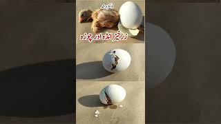 Baby Chick Hatching  Egg Hatching  Dr ARSHAD [upl. by Siramay]