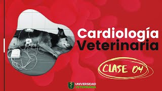 CARDIOLOGÍA VETERINARIA  CLASE 04 [upl. by Kernan949]