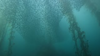 A magnificent anchovy bait ball dive at McAbee beach Monterey California [upl. by Olin325]