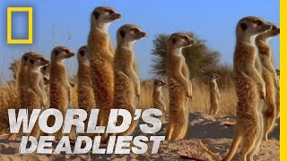 Meerkats Mob Rule  Worlds Deadliest [upl. by Seppala]