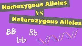 Homozygous vs Heterozygous Alleles  Punnet Square Tips [upl. by Shanon]