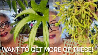 ANTHURIUM RHIPSALIS and CEROPEGIA COLLECTIONS Care tips and plant information🪴S1E28 [upl. by Eiveneg949]