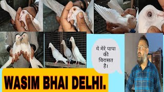 WASIM BHAI DELHIBEST MADRASI PIGEON [upl. by Tijnar]