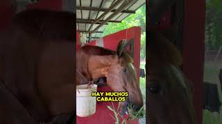 36 HORSES CARIBEAN ADVENTURE ECOHOTEL hotelreview camping ecofriendly [upl. by Attehcnoc]